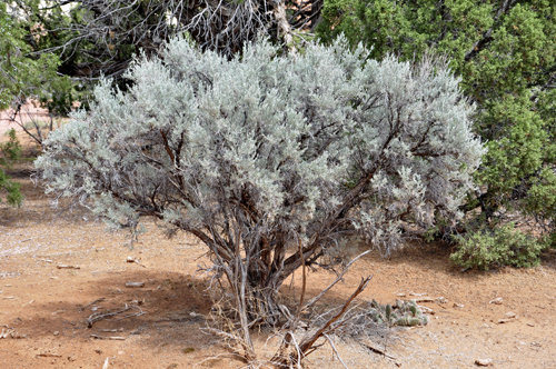 a small sagebrush tree