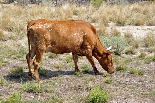 cow