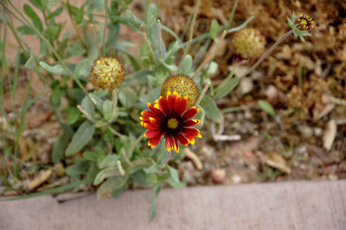 flowers and bees