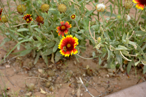 flowers and bees