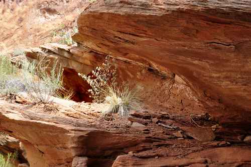 plant growing in the mountain