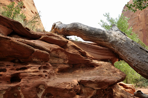 a tree branch laying on the mountain