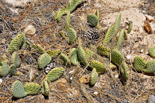 cacti