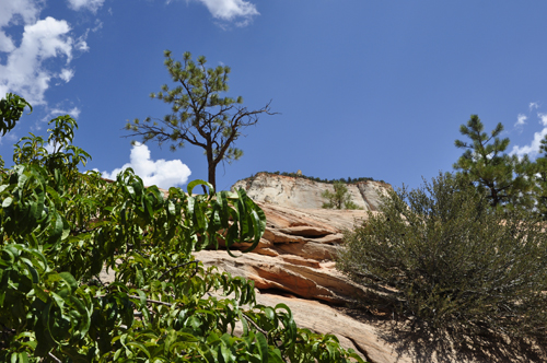 scenery at Zion National Park