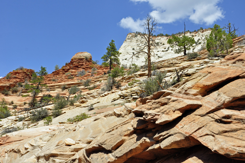 scenery at Zion National Park