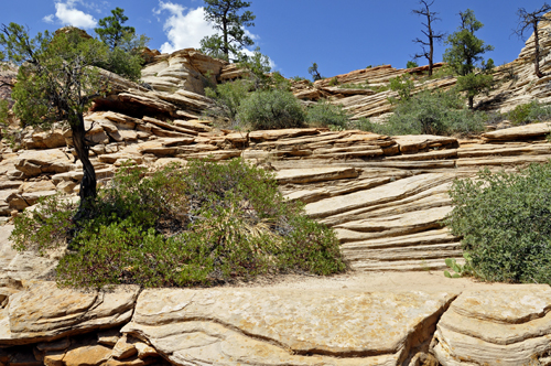 scenery at Zion National Park