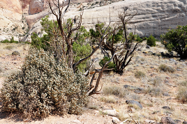 plants on the trail