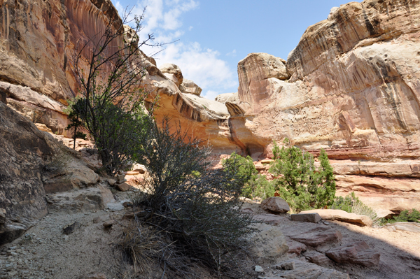 Hickman Bridge trail