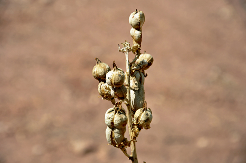 flower that looks like peanuts