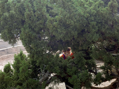 Karen Duquette peeking through a special tree at Artists Point