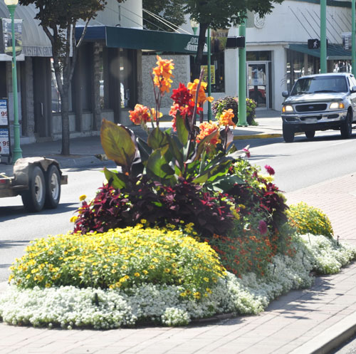 flowers in the ceenter of the road in Delta, Colorad