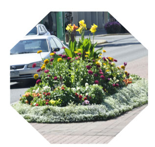 flowers in the ceenter of the road in Delta, Colorad