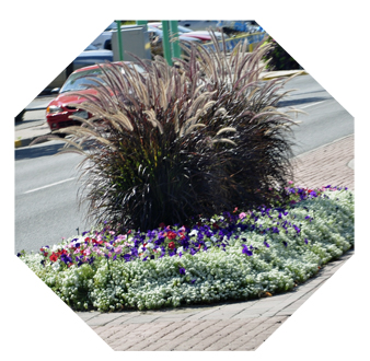 flowers in the ceenter of the road in Delta, Colorad