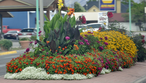 flowers in the ceenter of the road in Delta, Colorado