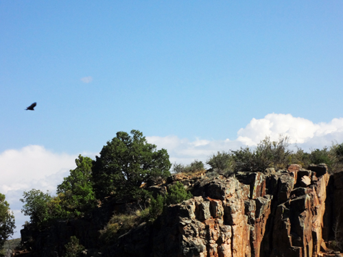 birds and cliffs at Black Canyon National Park