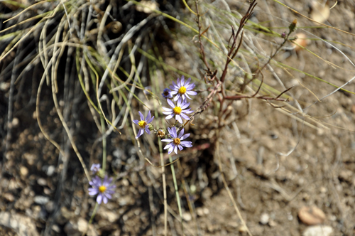 flowers at Island Peaks lookout