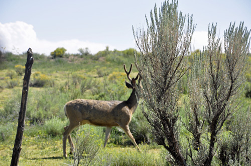 wildlife along the trip