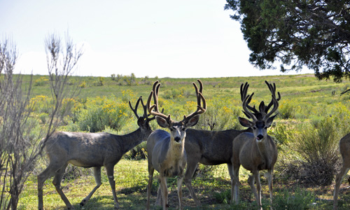 wildlife along the trip