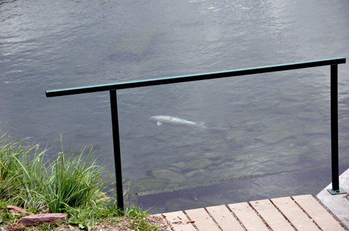 fish swimming in the outlet source of the hot springs