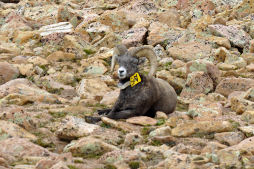 bighorn sheep