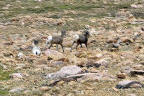 bighorn sheep