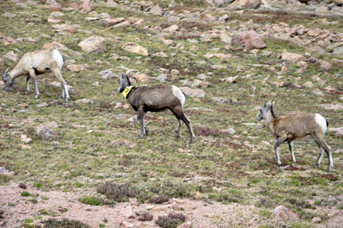 bighorn sheep