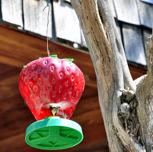 A hummingbird at a feeder