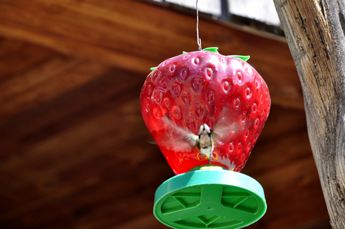 A hummingbird at a feeder