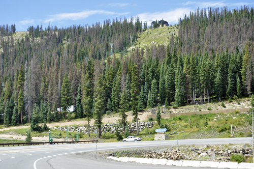 beautiful scenery, tall, skinny trees, curvy road