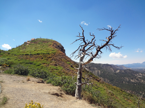a dead tree and Scenery from Knife Edge Road