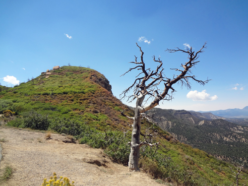 a dead tree and Scenery from Knife Edge Road