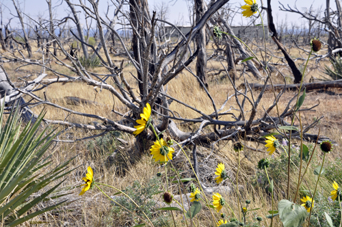 sunflowers and dead trees