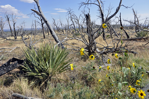 sunflowers and dead trees