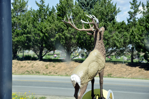 deer outside KOA entry