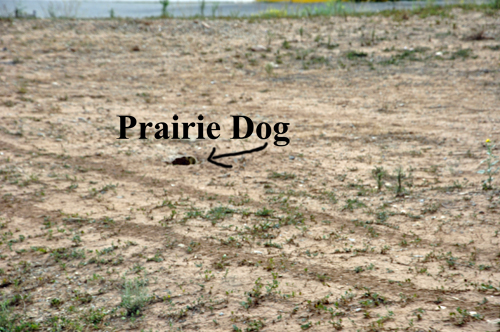 Prairie Dog running into his hole