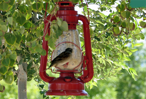 hummingbird