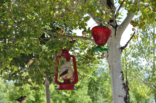 six hummingbirds