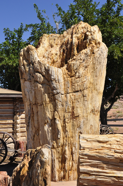 Geronimo - World's Largest Petrified Tree 