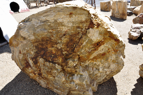 pieces of Geronimo - World's Largest Petrified Tree