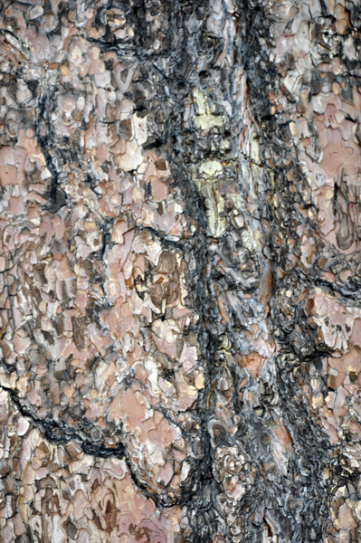 twisted, spiraling wood under the bark on the pine trees