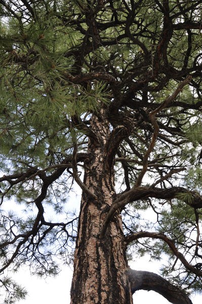 Pine tree on The Lava Flow Trail 