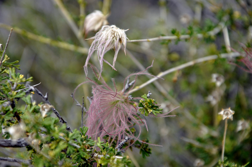 close-up of a flower