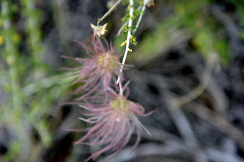 close-up of a flower