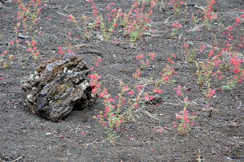 flowers growing through the cinder