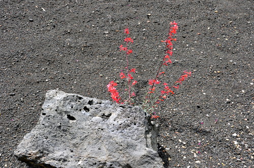 flowers growing through the cinder