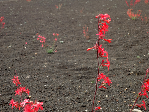 flowers growing through the cinder