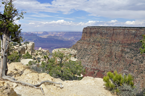 view of the Grand Canyon from Moran Point