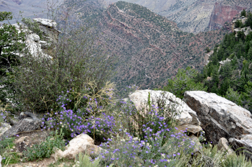 view of the Grand Canyon