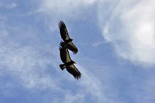 birds