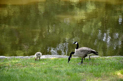 Ducks by the pond